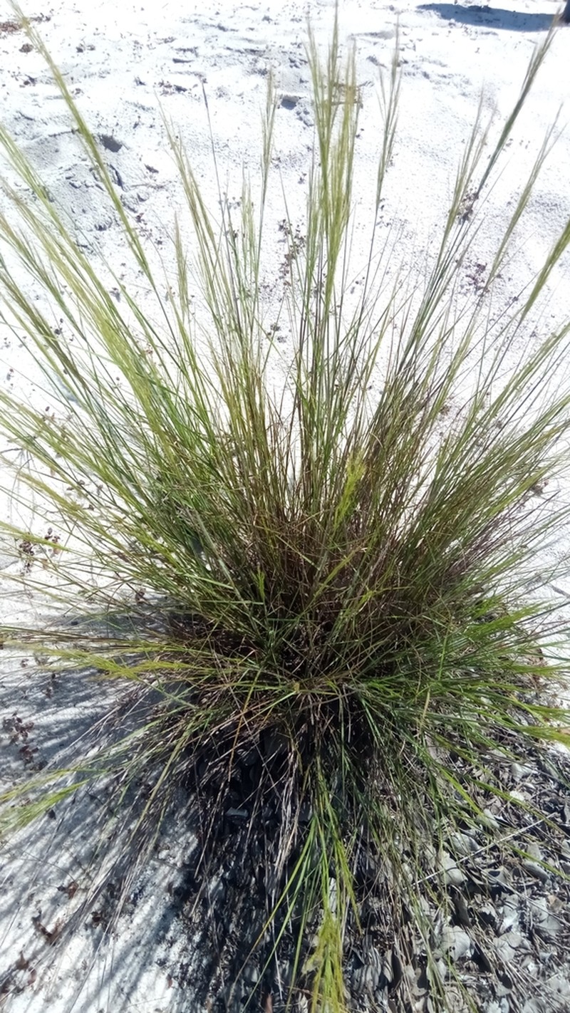 Aristida rufescens photo 7