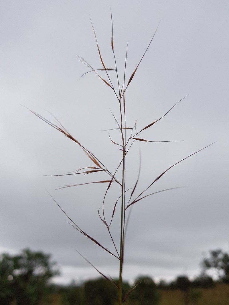 Aristida scabrivalvis photo 2