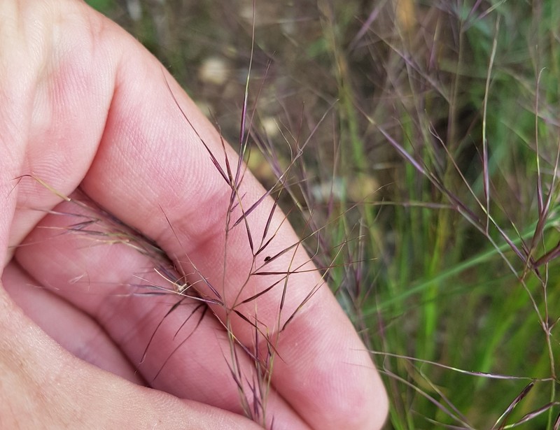 Aristida scabrivalvis photo 3