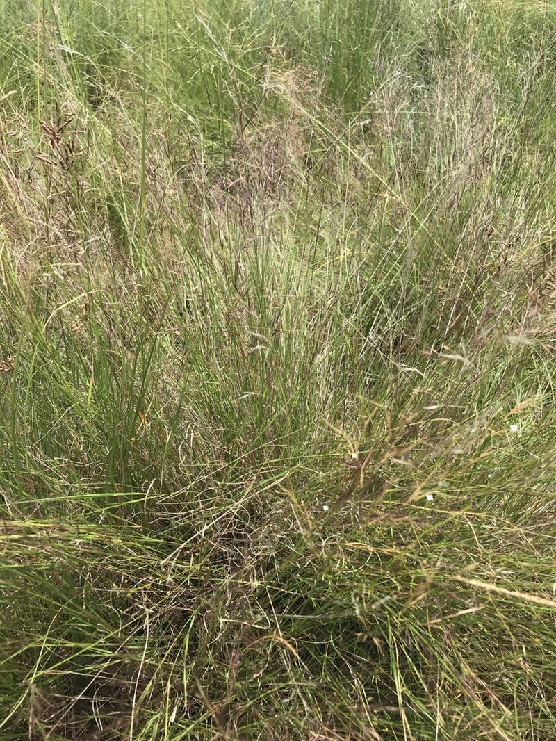 Aristida scabrivalvis photo 4