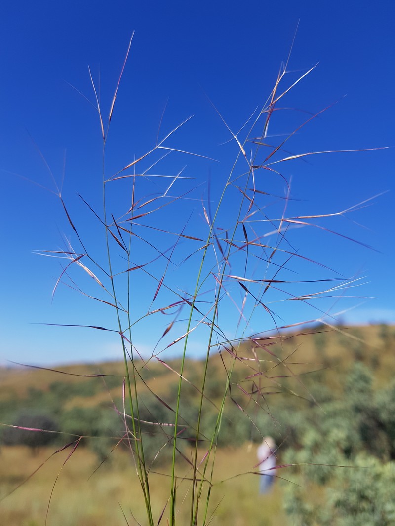 Aristida scabrivalvis photo 6