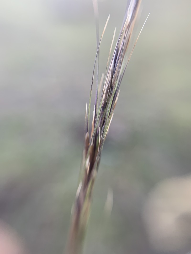 Single Threeawn photo 8