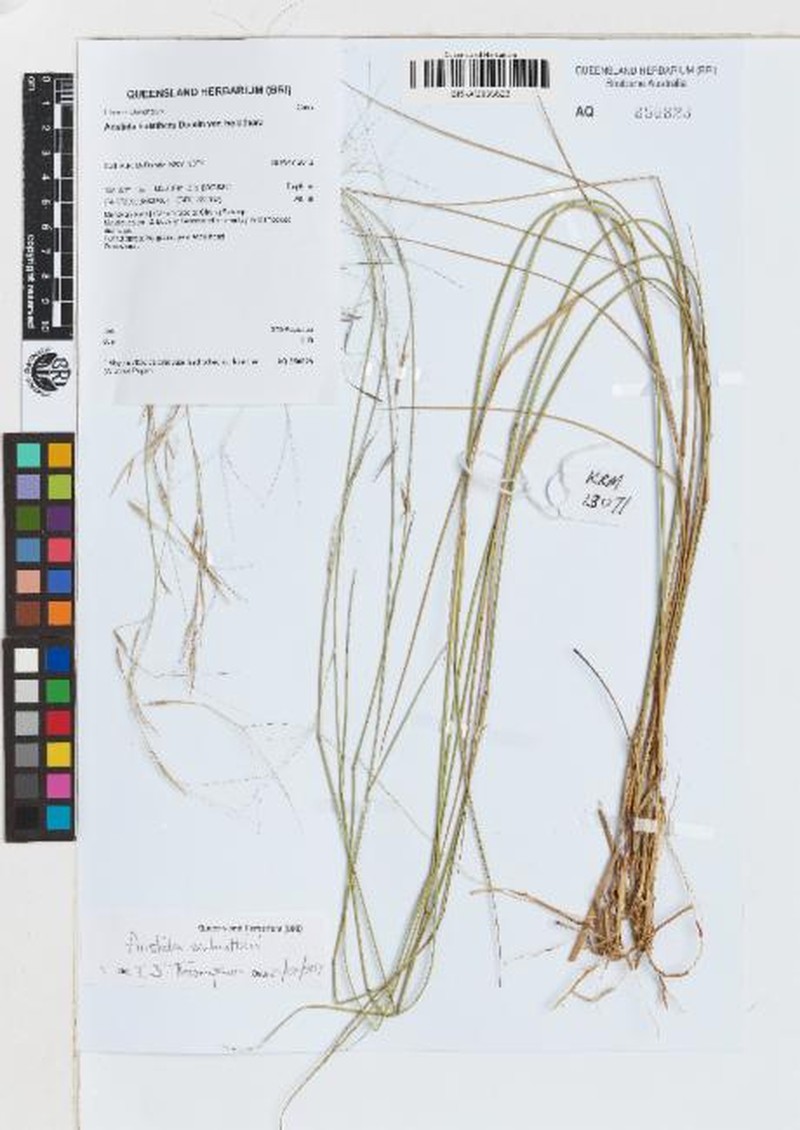 Aristida schultzii