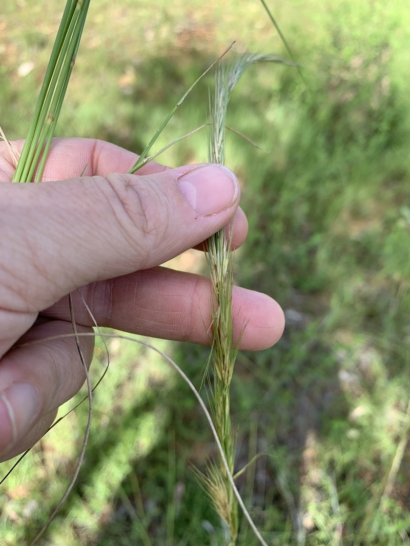 Aristida sciuroides