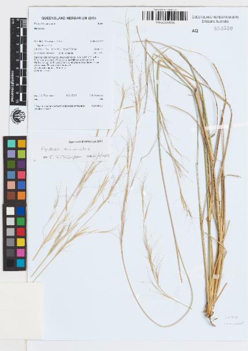 Aristida sciuroides photo 2