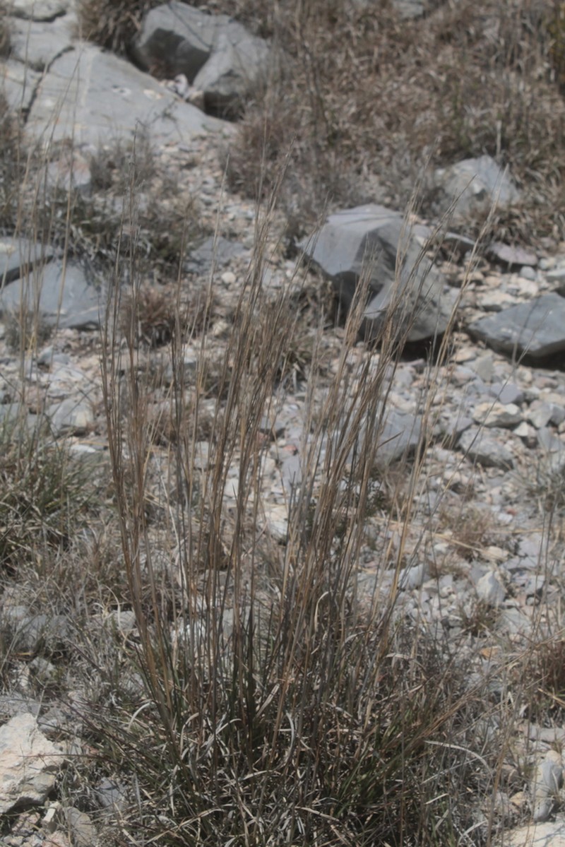 Aristida scribneriana photo 2