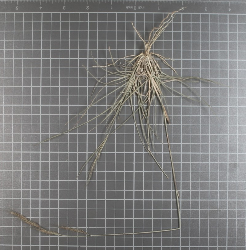 Aristida scribneriana photo 5