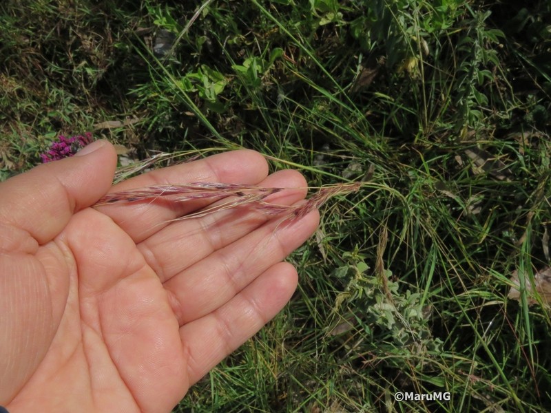Aristida scribneriana photo 6