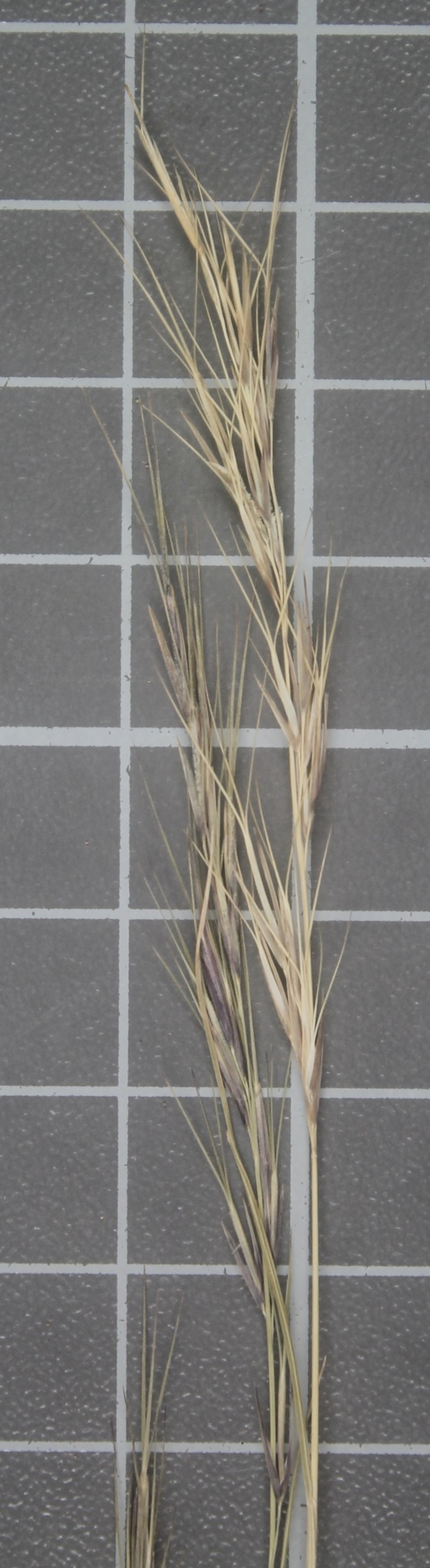 Aristida scribneriana photo 7