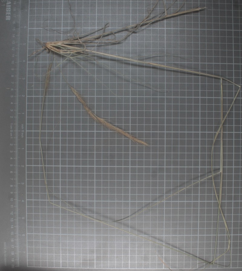 Aristida scribneriana photo 8