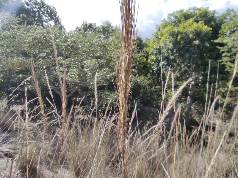 Aristida setacea