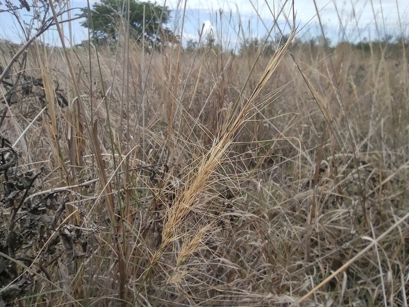 Aristida setacea photo 3