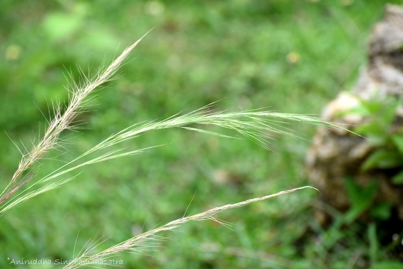 Aristida setacea photo 4