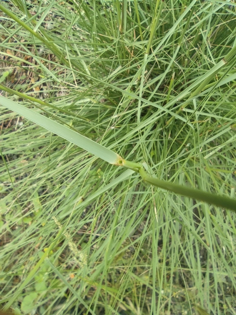 Aristida setacea photo 5