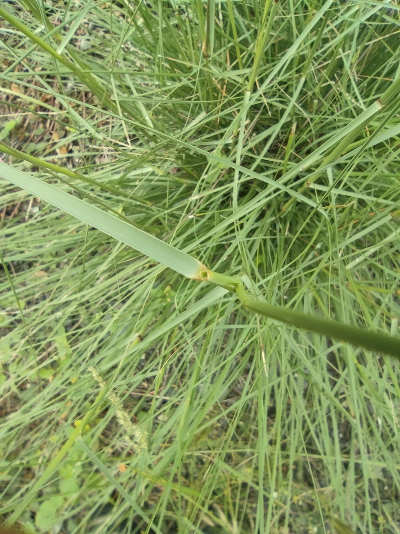Aristida setacea photo 6