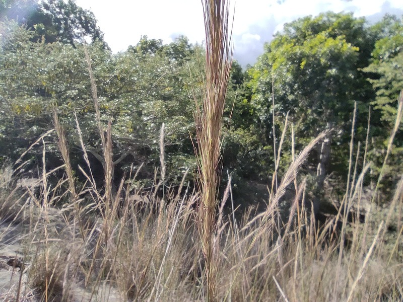 Aristida setacea photo 7