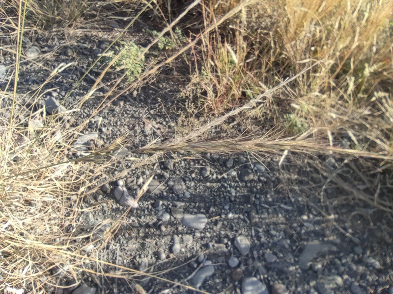 Aristida setacea photo 8