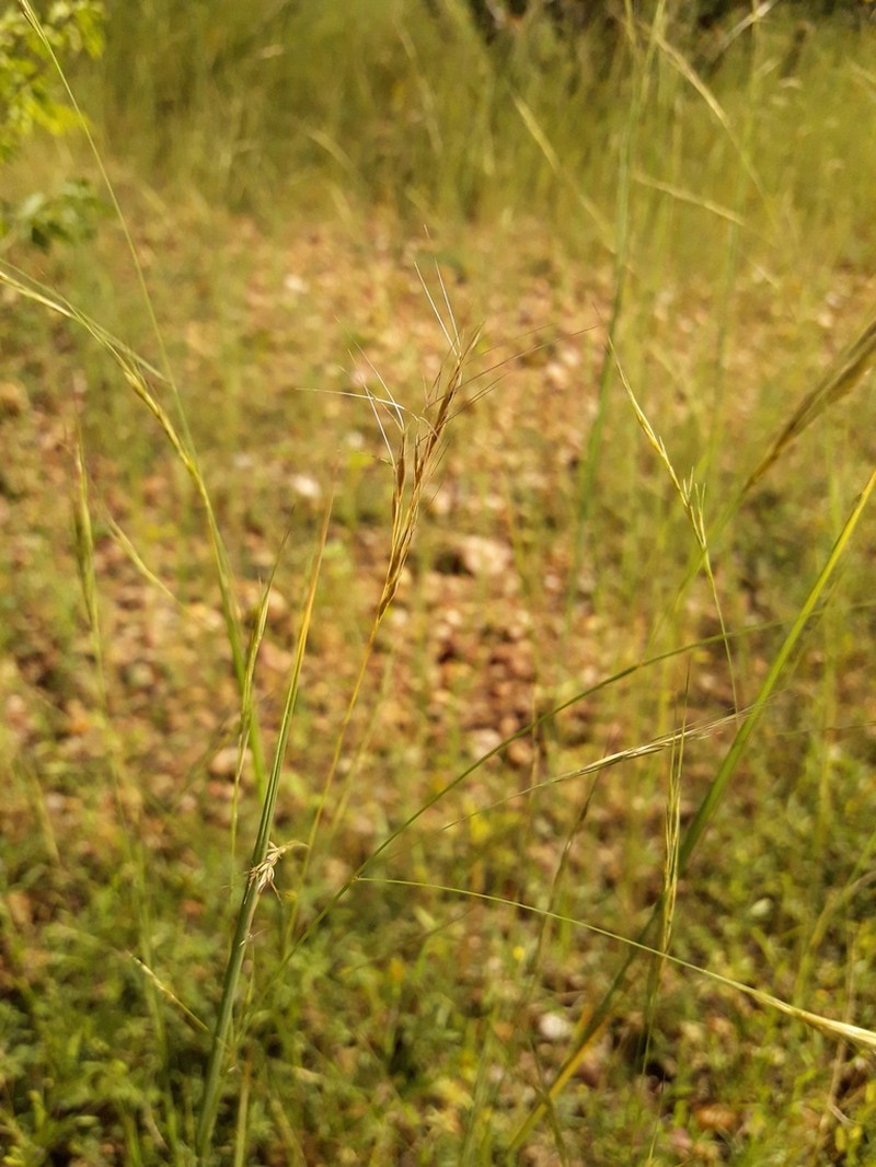 Aristida setifolia