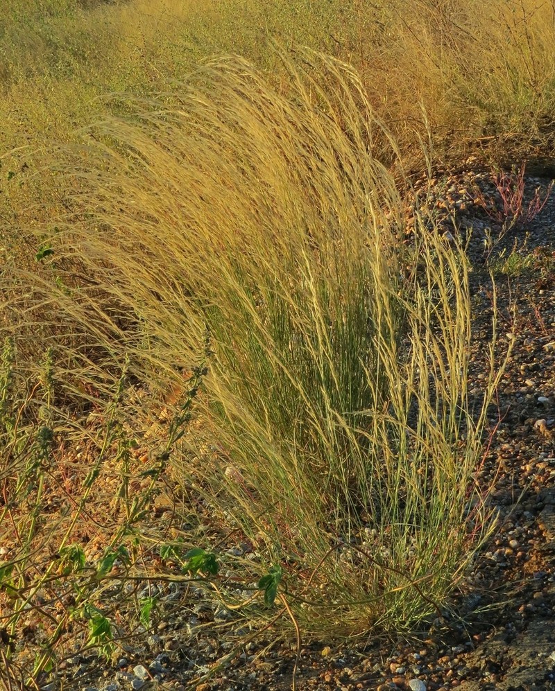 Aristida setifolia photo 2