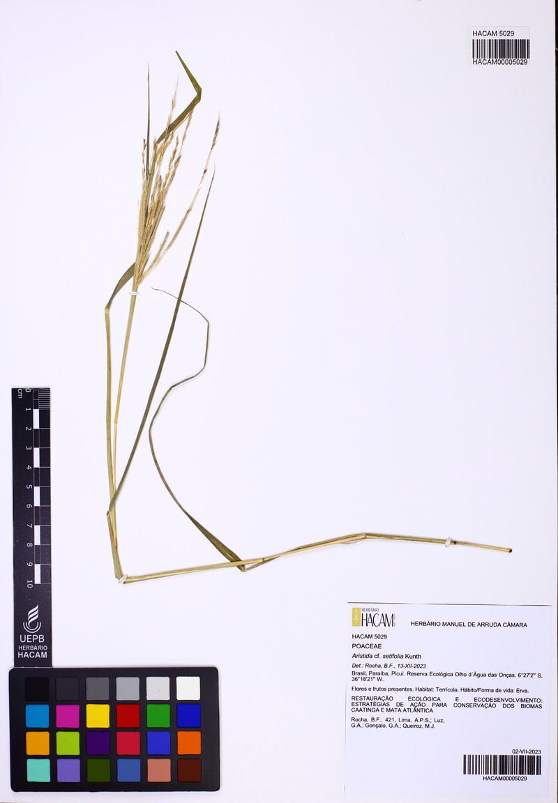 Aristida setifolia photo 3