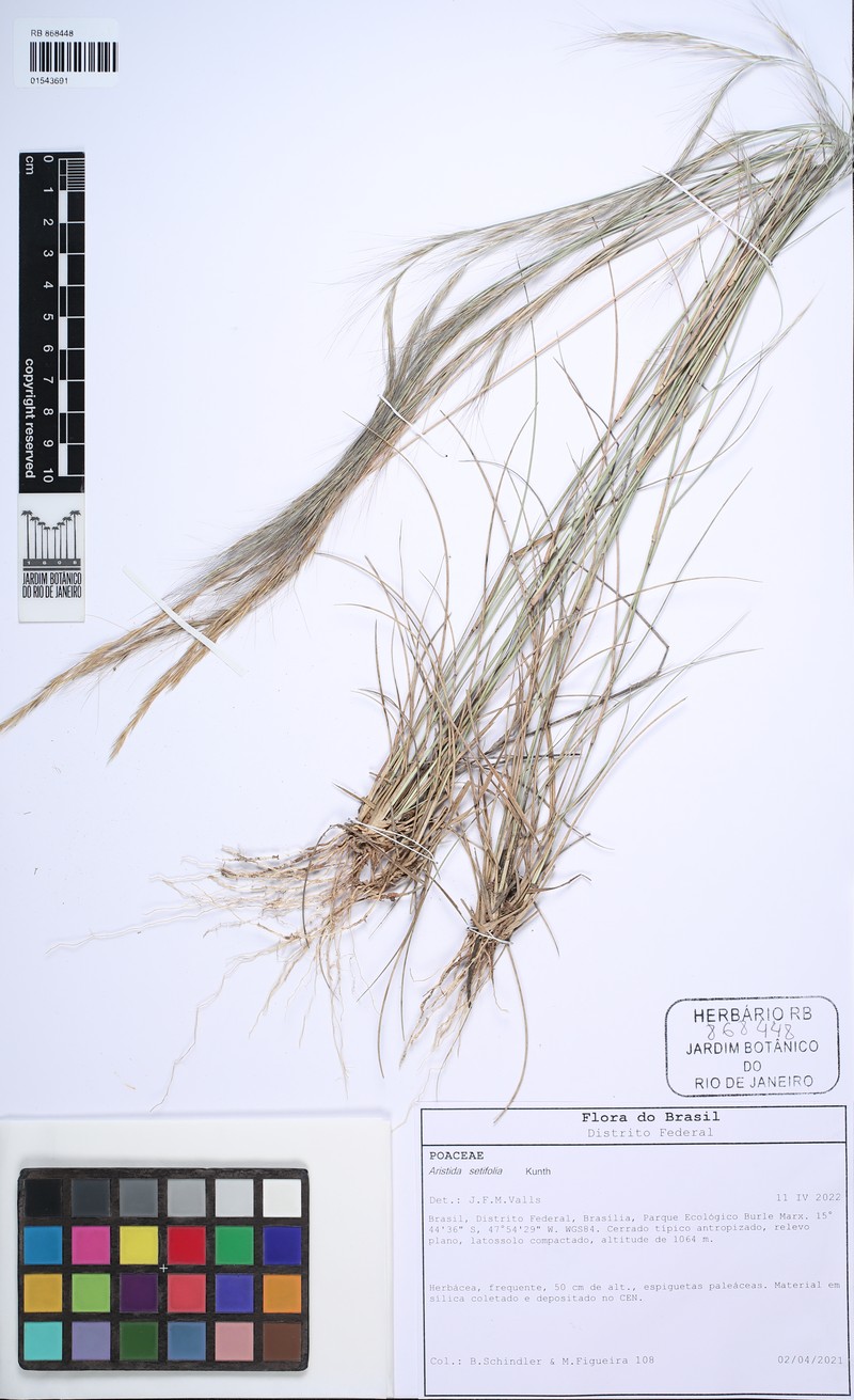 Aristida setifolia photo 4