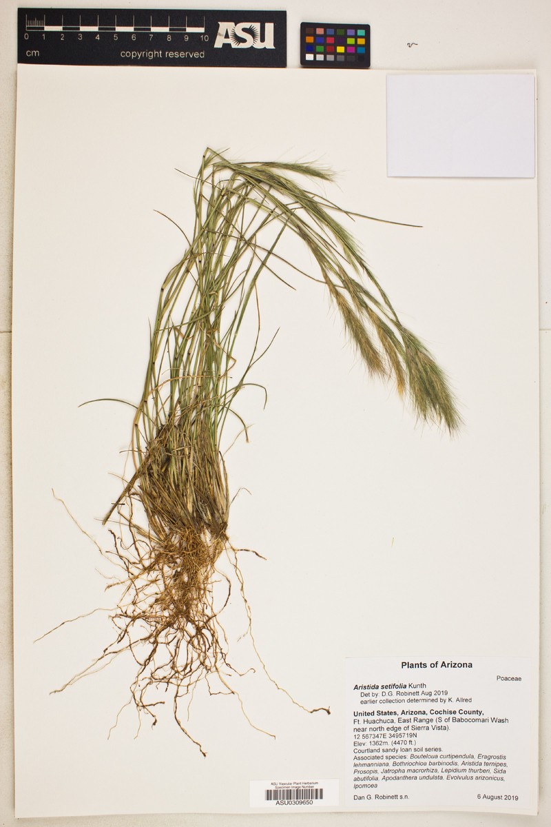 Aristida setifolia photo 5