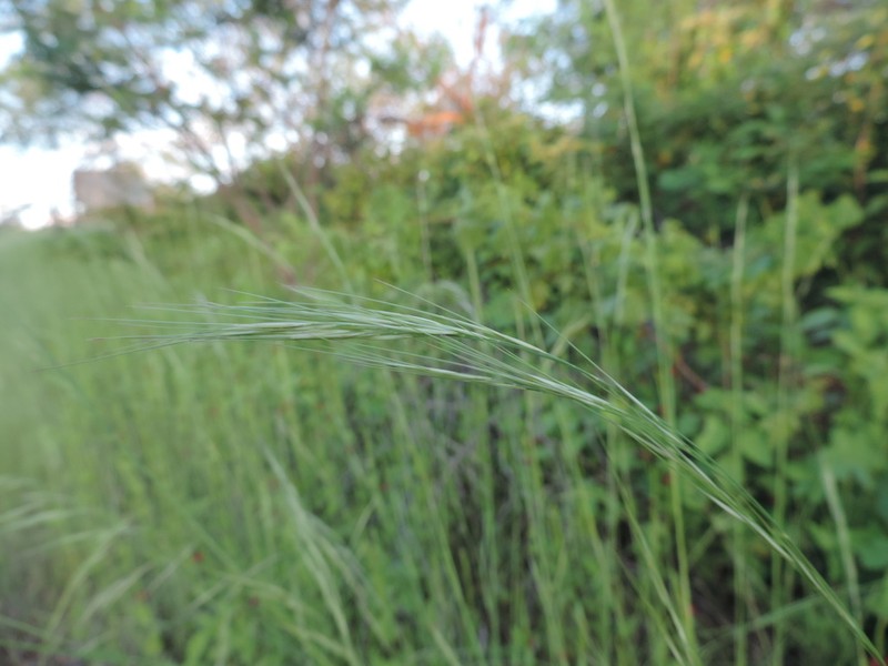 Aristida setifolia photo 6