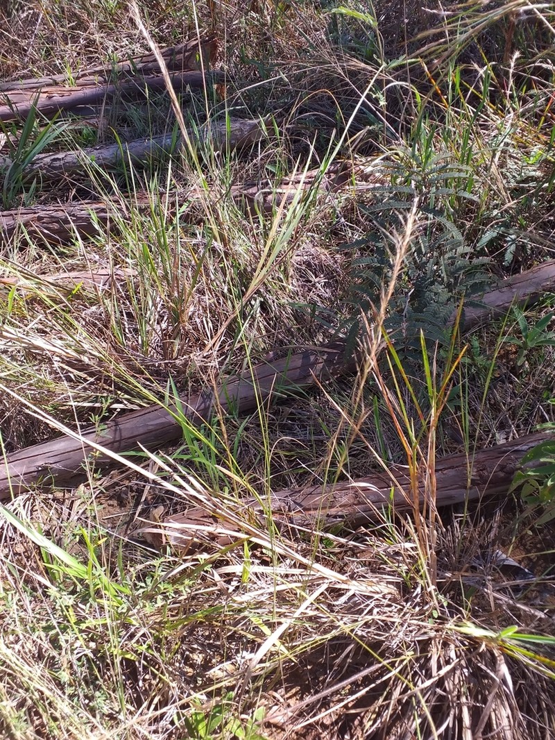 Aristida setifolia photo 7