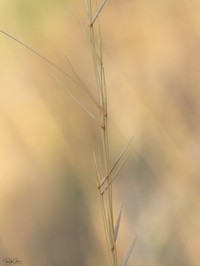 Aristida sieberiana