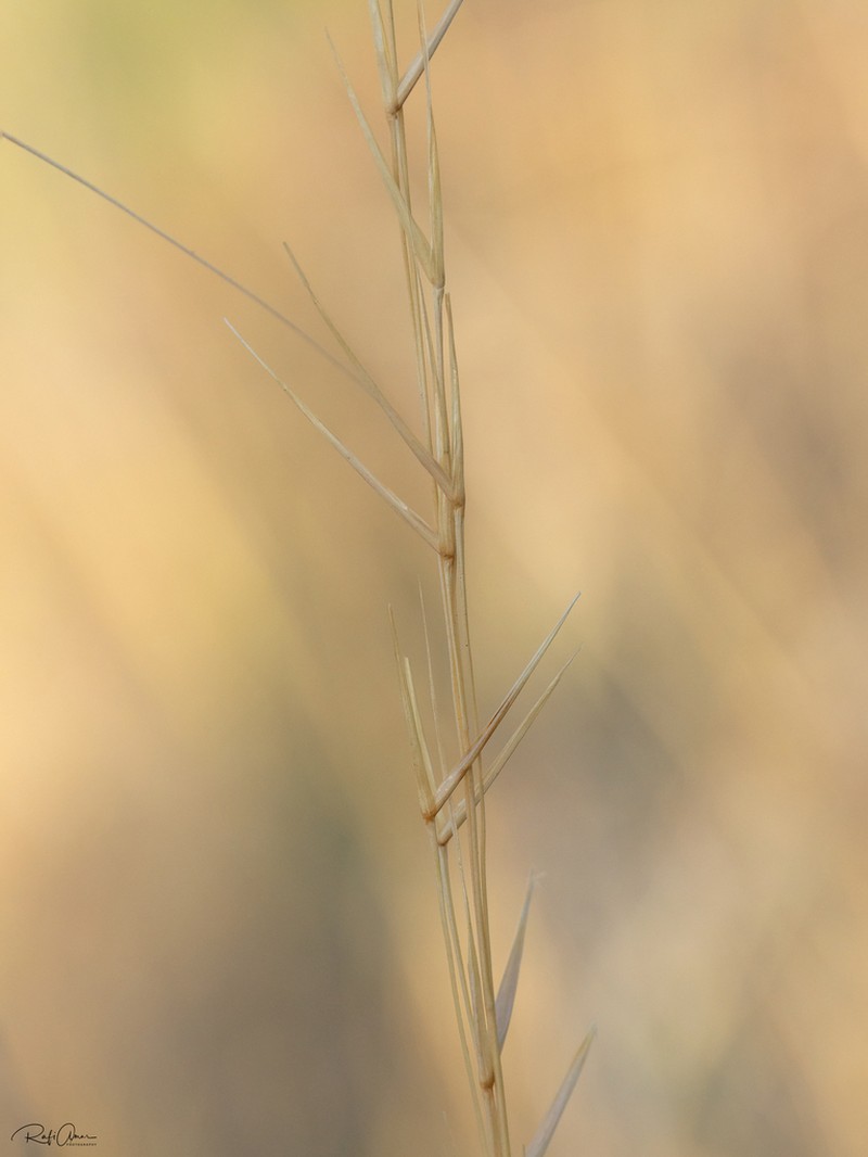 Aristida sieberiana