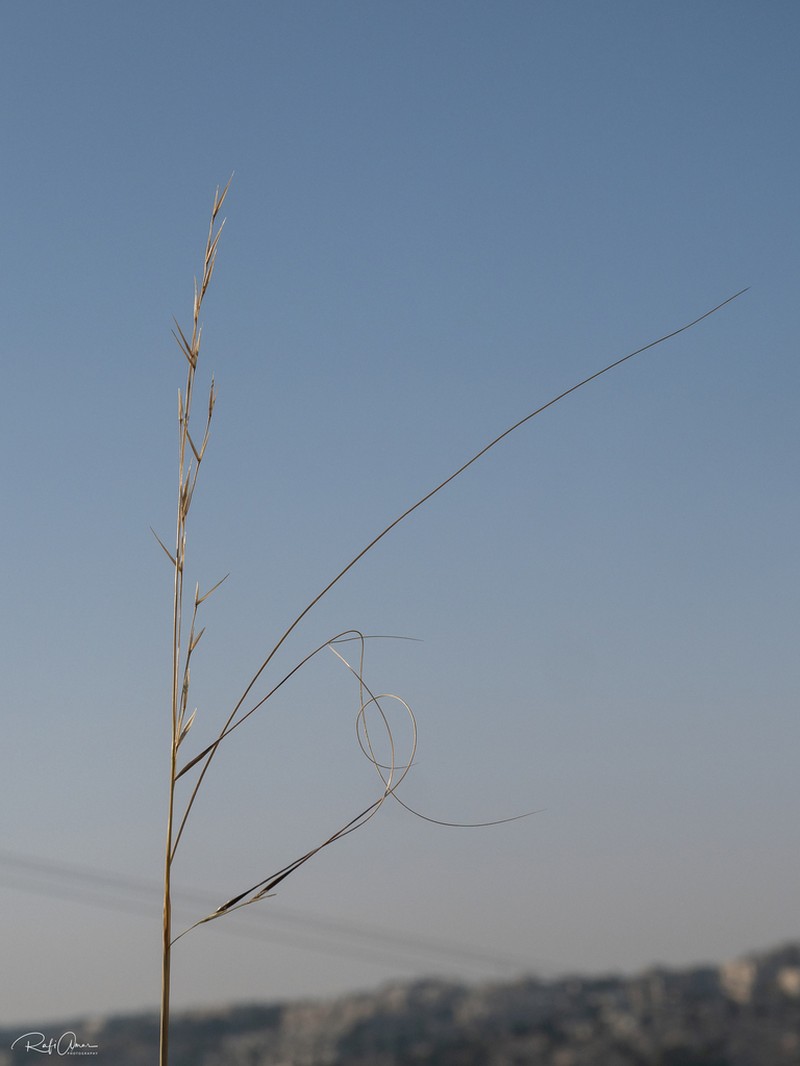 Aristida sieberiana photo 2