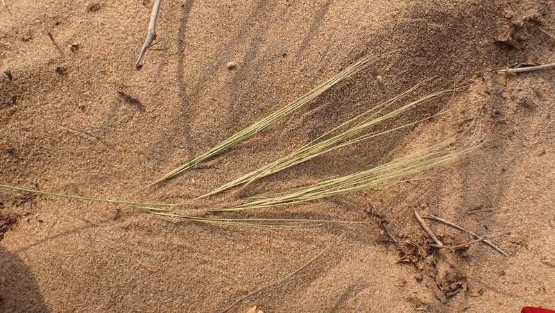 Aristida sieberiana photo 4