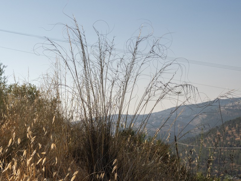 Aristida sieberiana photo 5