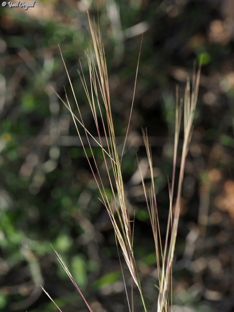 Aristida sieberiana photo 6