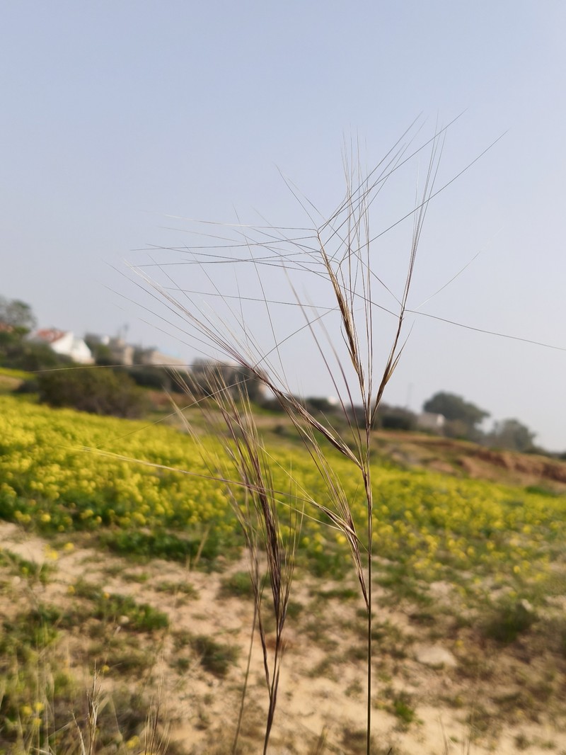 Aristida sieberiana photo 7