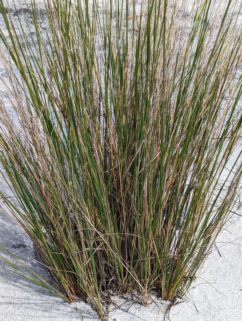 Aristida similis