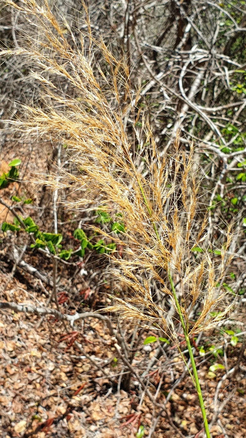 Aristida similis photo 2