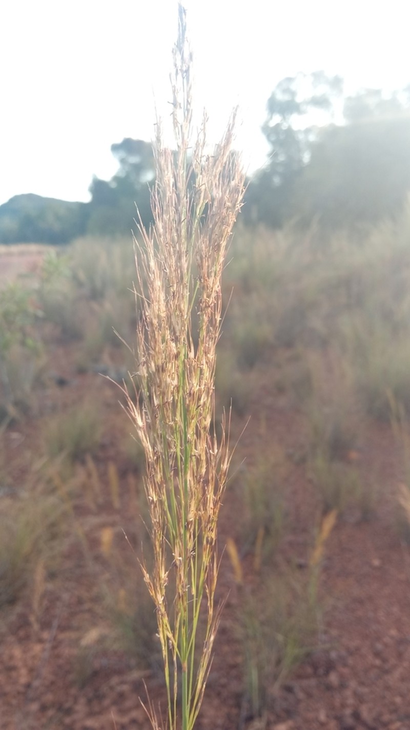 Aristida similis photo 3