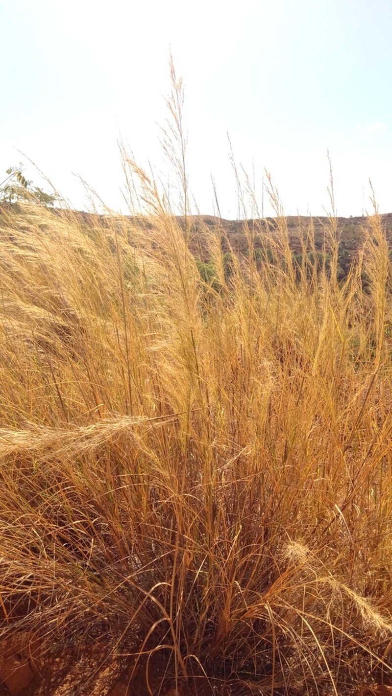Aristida similis photo 4