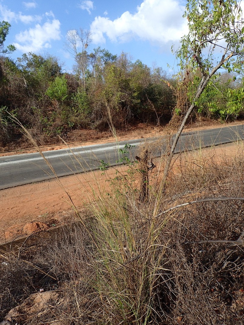 Aristida similis photo 5