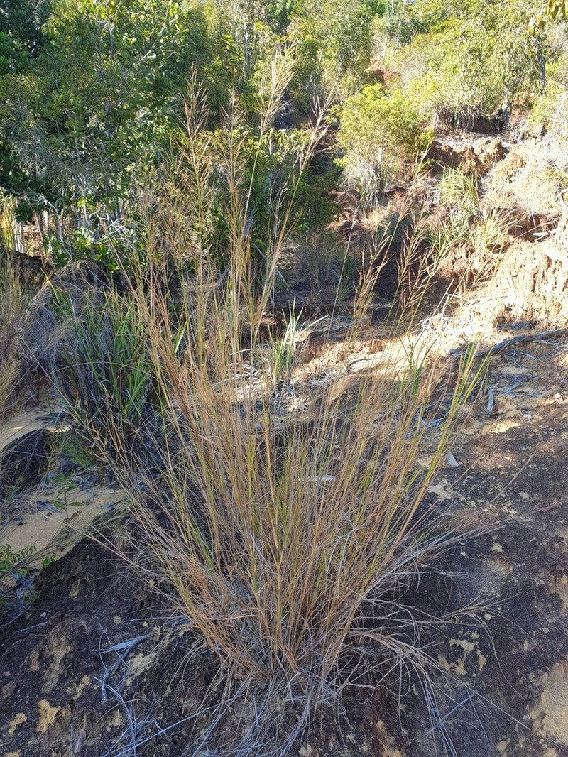 Aristida similis photo 6