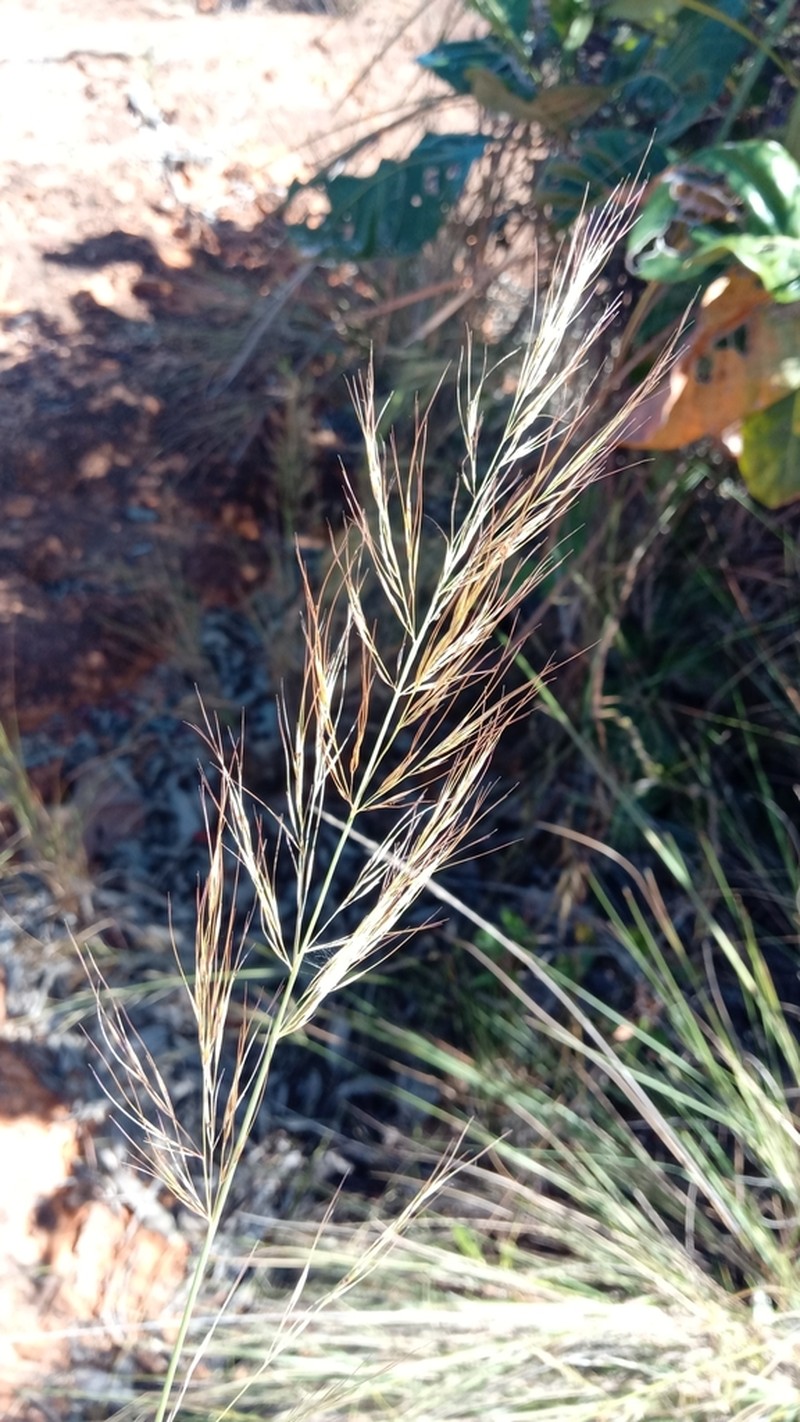 Aristida similis photo 7