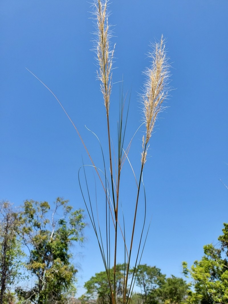 Aristida similis photo 8