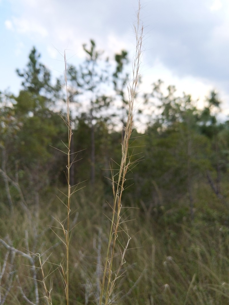 Southern Threeawn photo 3