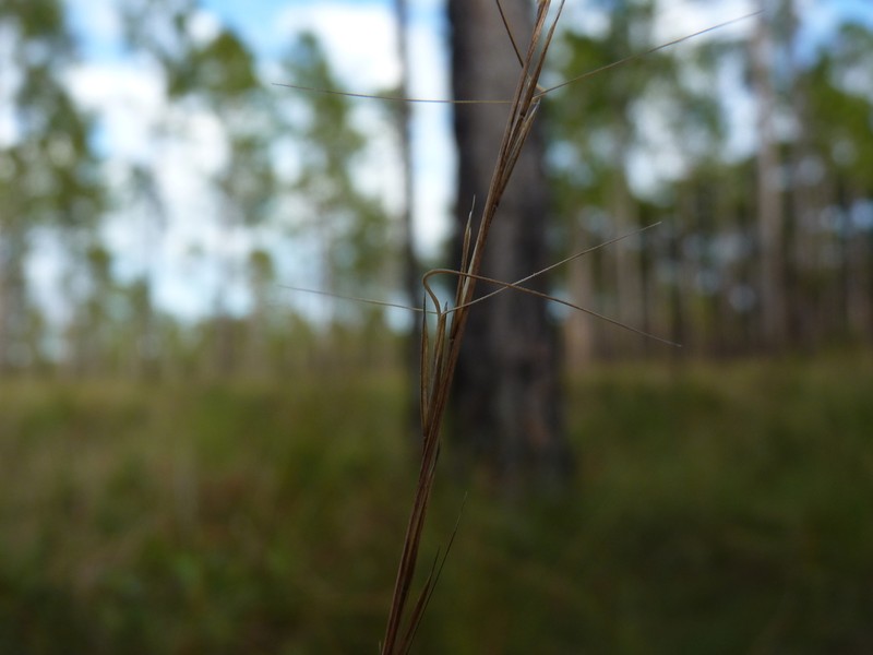 Southern Threeawn photo 6