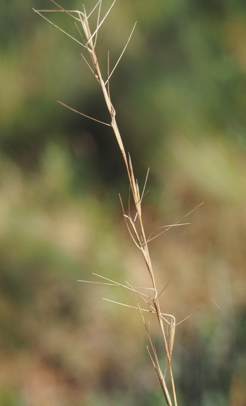 Southern Threeawn photo 8