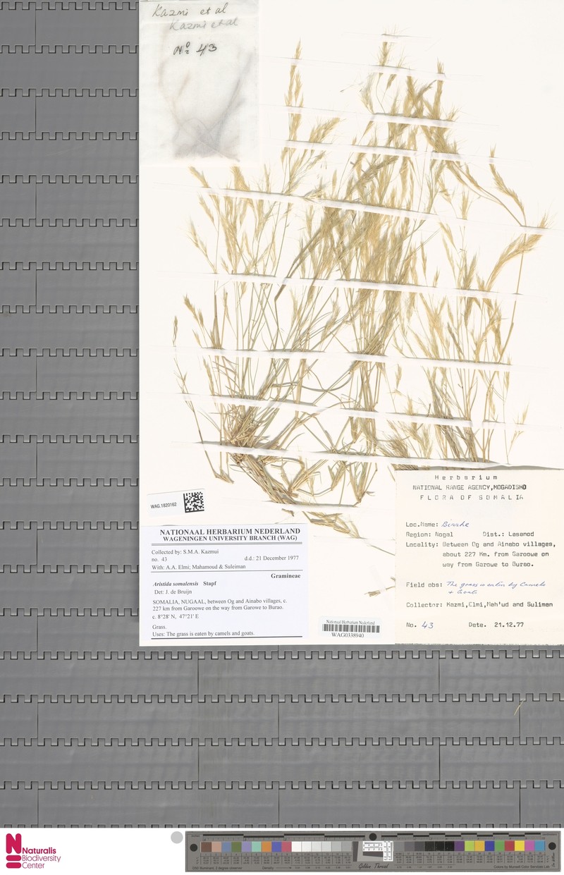 Aristida somalensis