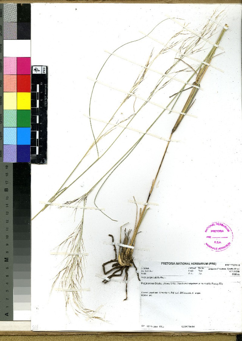 Aristida spectabilis