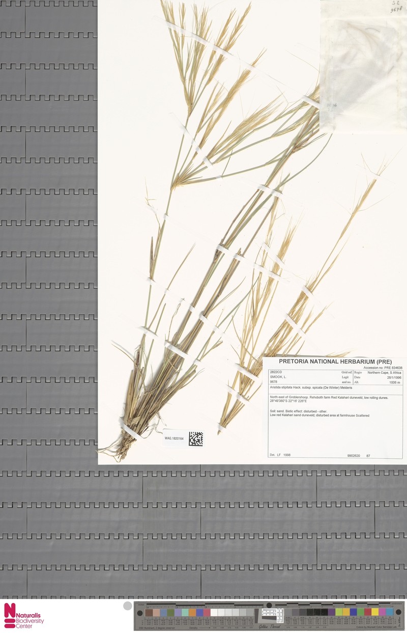 Aristida spectabilis photo 2