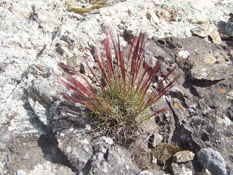 Aristida spegazzinii